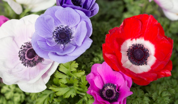 10 Spring Flower Names Beyond The Classic Lily And Rose ...