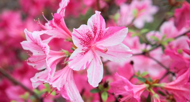 10 Spring Flower Names Beyond The Classic Lily And Rose Huffpost Life