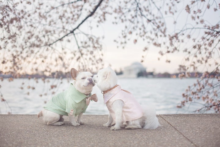 Kisses beneath the cherry blossoms of D.C.