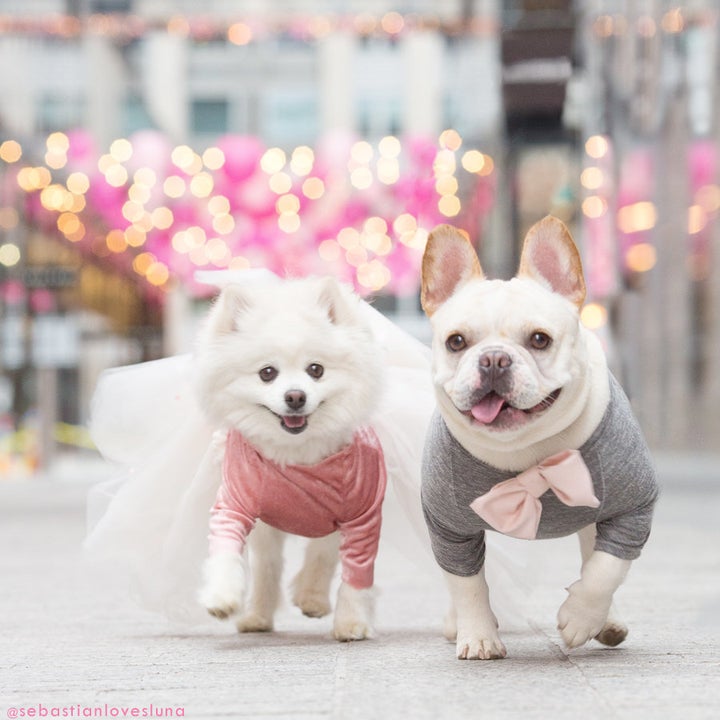 Luna (left) and Sebastian (right) are a fashion-forward pup couple.