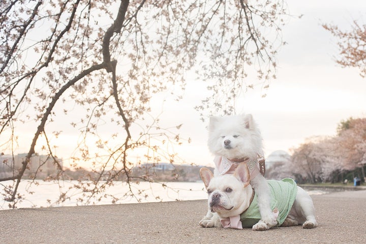 Too doggone cute!