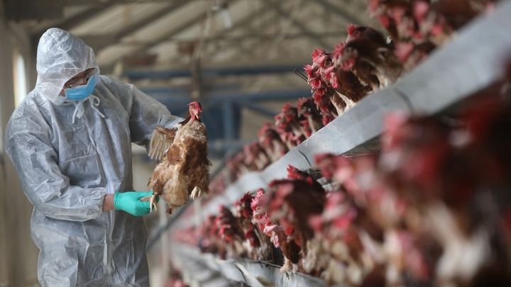 WHO: Still no proof of H7N9 human-to-human infection 