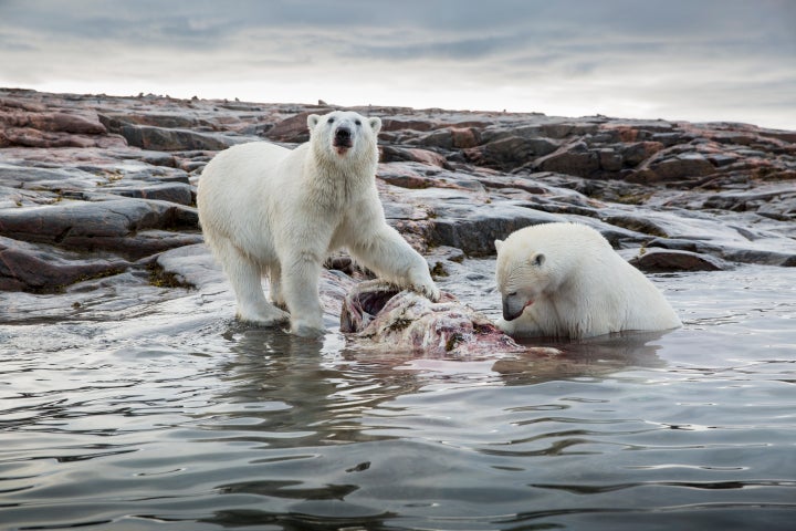 Two polar bears feed on decomposing Narwhal remains.