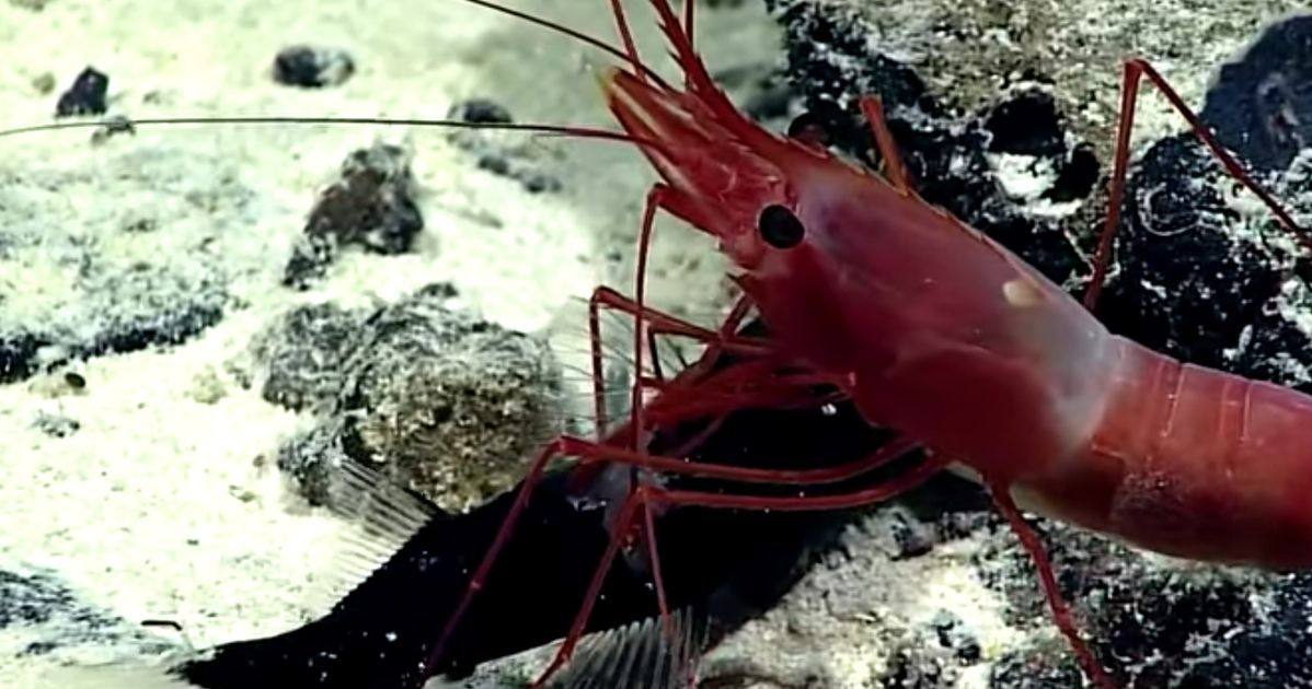 Rare Video Captures Moment A Shrimp Ferociously Captures