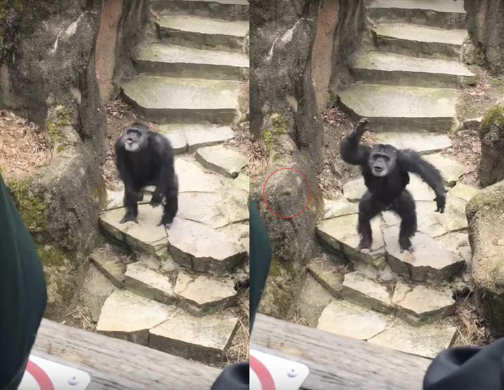 Bombs away! A chimpanzee was filmed nailing a grandmother in the face with feces at the John Ball Zoo in Grand Rapids, Michigan.