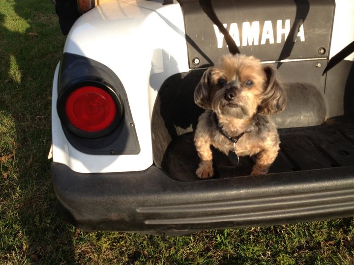 The author's dog, Sapp, who loved going for rides and running on golf courses.
