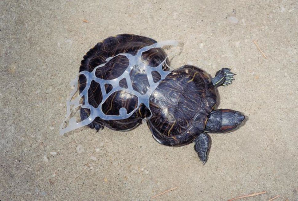 Image result for plastic ocean animals