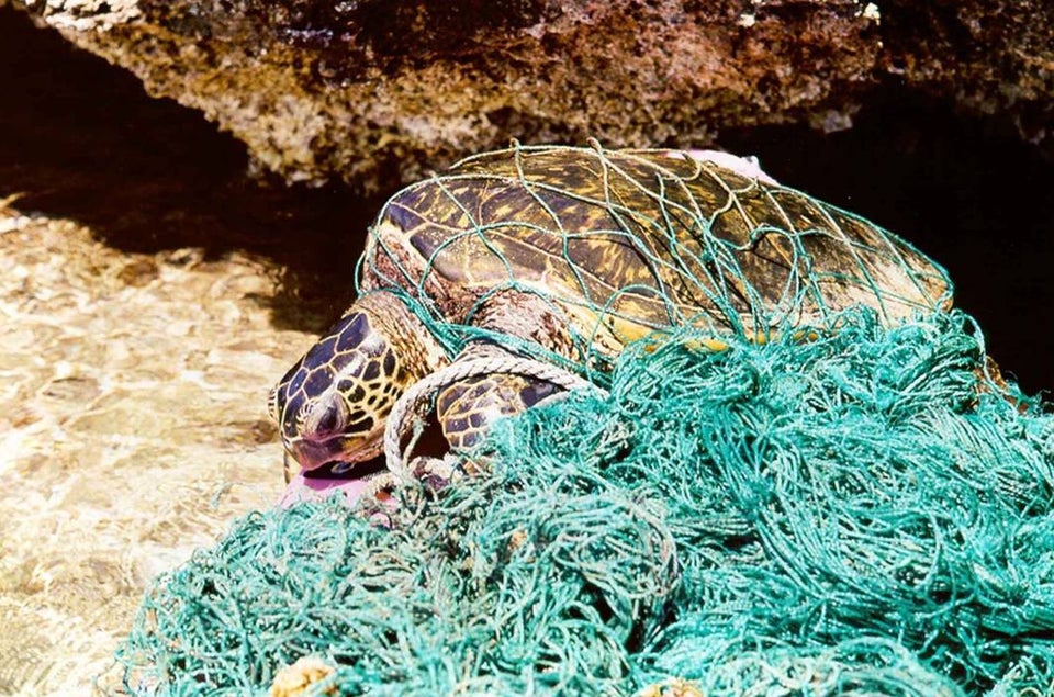 Heartbreaking Photos Show What Your Trash Does To Animals | HuffPost UK ...