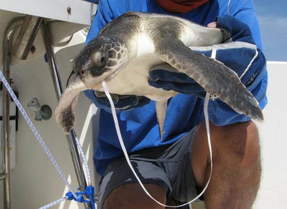 Heartbreaking Photos Show What Your Trash Does To Animals | HuffPost