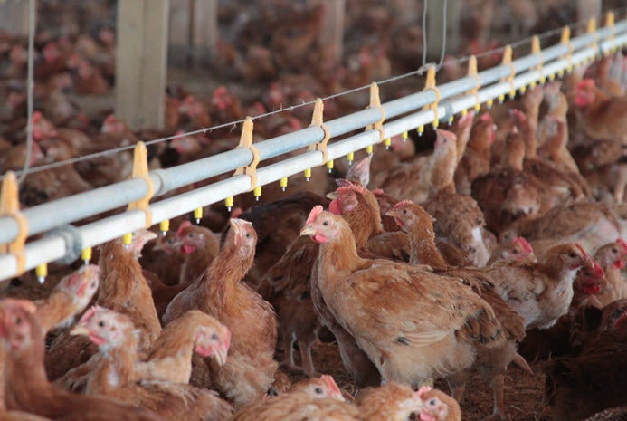 <a rel="nofollow" href="http://www.maryschickens.com/" target="_blank">Mary's Free Range Chicken</a>, a family-owned poul