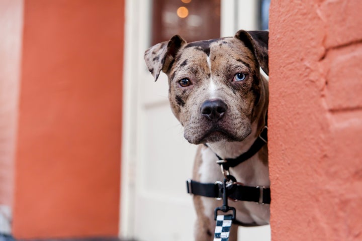 Eleanor, a Catahoula leopard dog mix up for adoption at Best Friends in NYC.