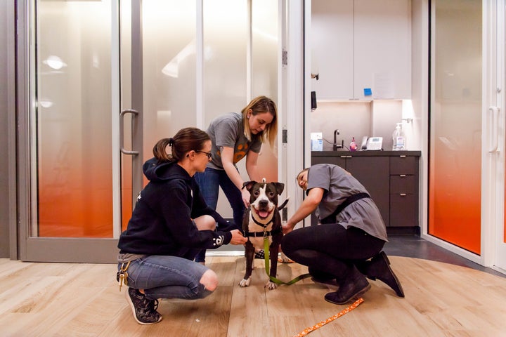 Monya, a pit bull mix up for adoption at Best Friends in NYC.