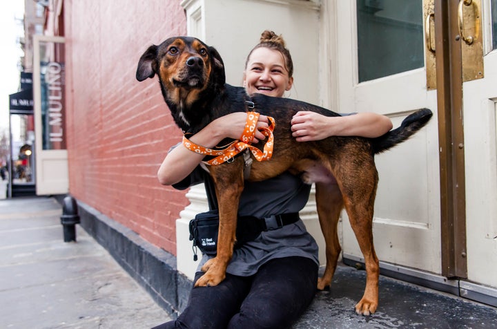 Milo, a lab and German shepherd mix up for adoption at Best Friends in NYC.