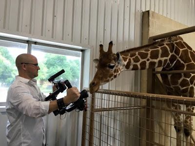 A cooperative giraffe poses for a publicity shot 
