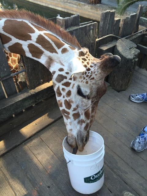 The Oakland Zoo's Balthazar gets a tasty snack 