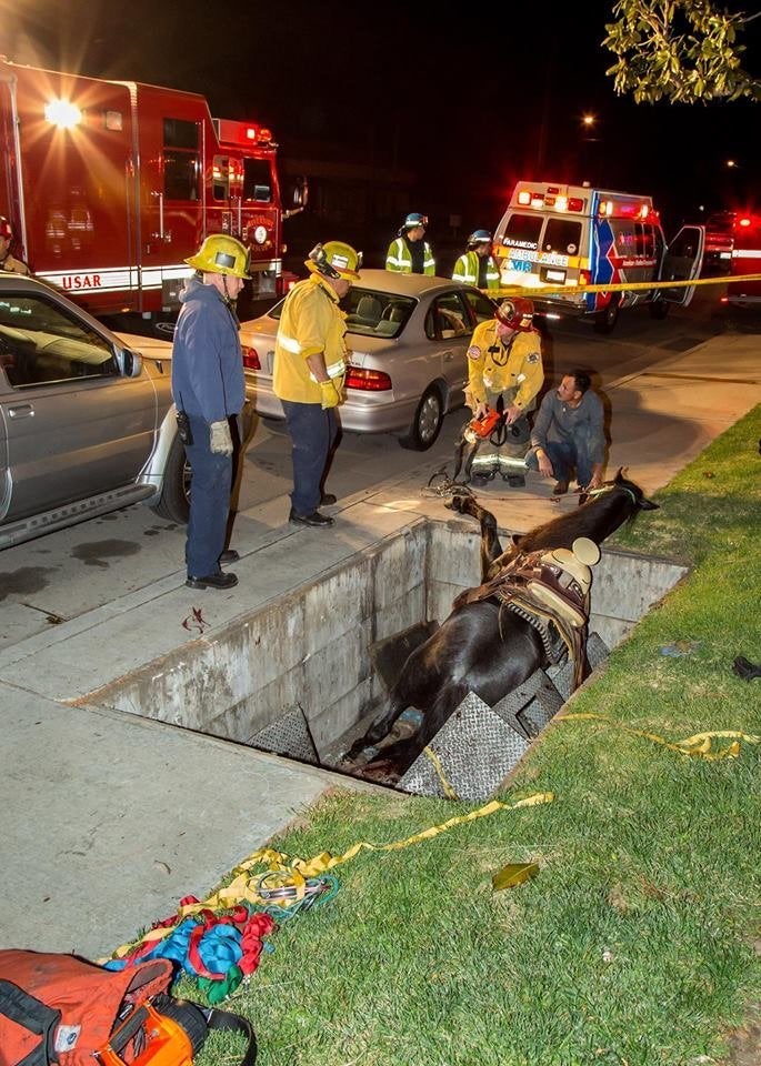 Firefighters helped this horse get back on its feet.