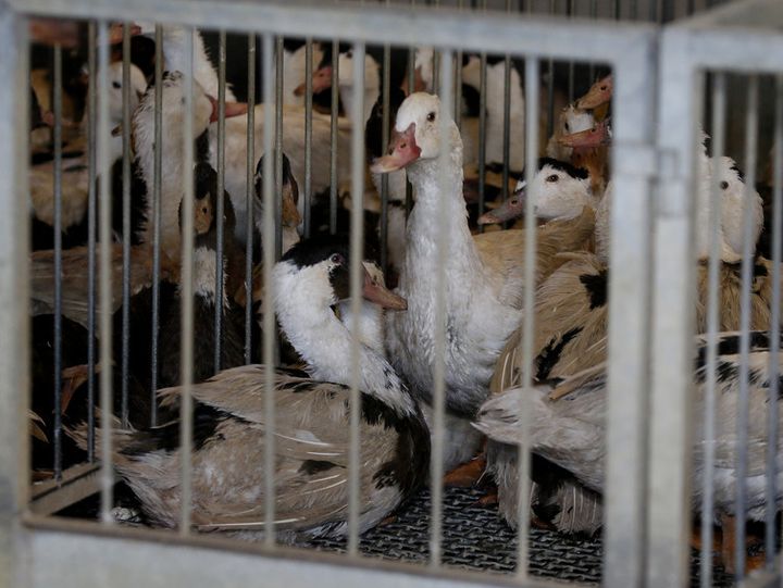 Officials in southwest France ordered the slaughter of more than 600,000 ducks in February 2017 after an outbreak of bird flu. 