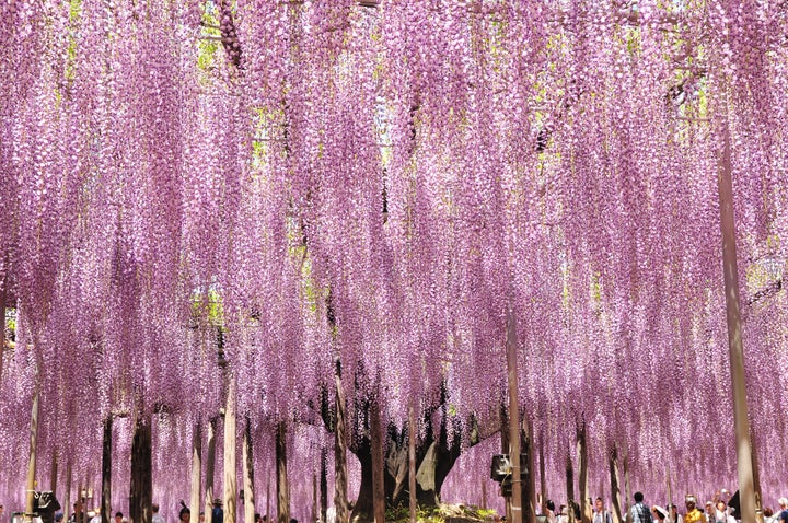 Ashikaga Flower Park