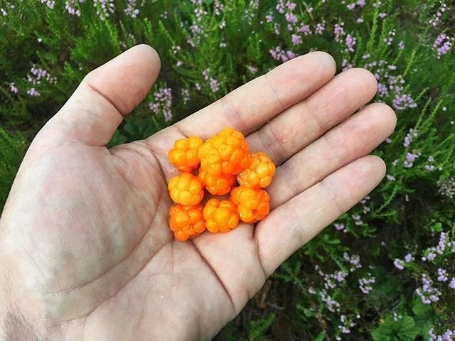 Freshly-picked cloudberries.