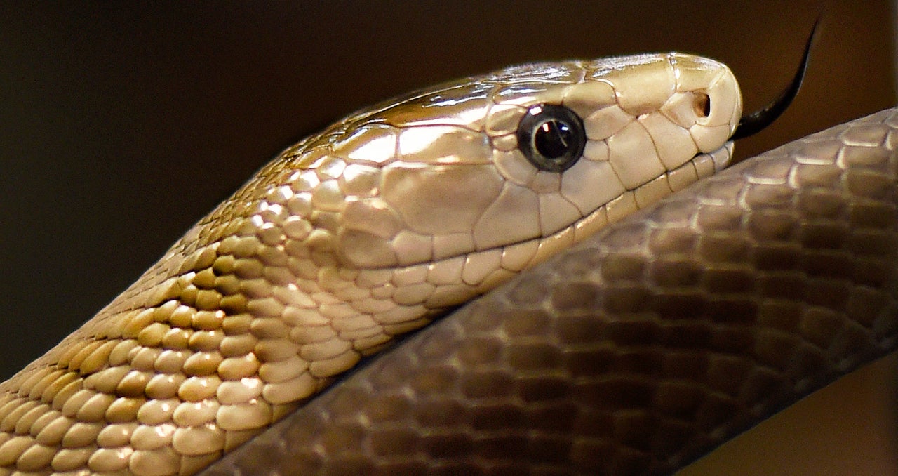 A black mamba.