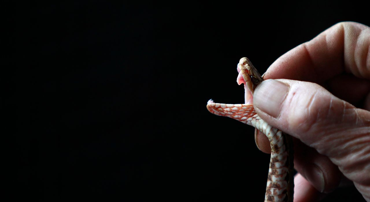 A snake farm worker extracting venom.