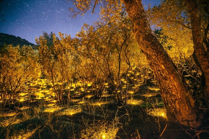 Electric tea lights illuminate the placement of plants in a marijuana farm in Sierra National Forest.