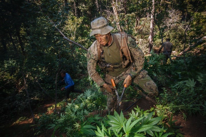 Law-enforcement officers move quickly through a grow site dubbed the “Palmetto Grow.” Since theplants have not yet gone to bud, the team will leave them to wither and dry in the sun.