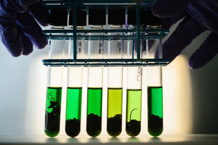 Samples of marijuana collected from trespass grows are tested at a UC Davis toxicology lab to identify chemicals used in thei