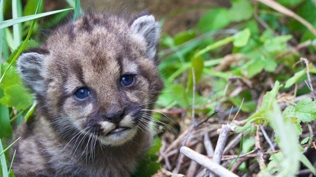 A new four-week-old mountain lion kitten has made her debut in the Santa Monica Mountains.