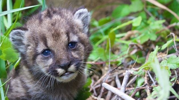 A new four-week-old mountain lion kitten has made her debut in the Santa Monica Mountains.