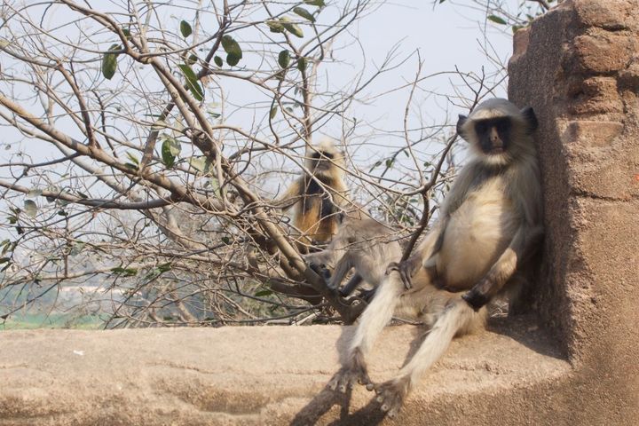 “You call that a haircut?” Monkeys in Orchha , India.