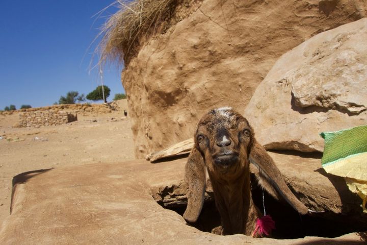 “Is it safe to come out?” A baby goat in a village in the Thar Desert, India.
