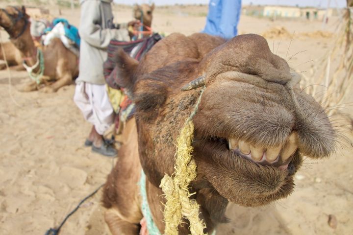 My camel during a tour of the Thar Desert, India.
