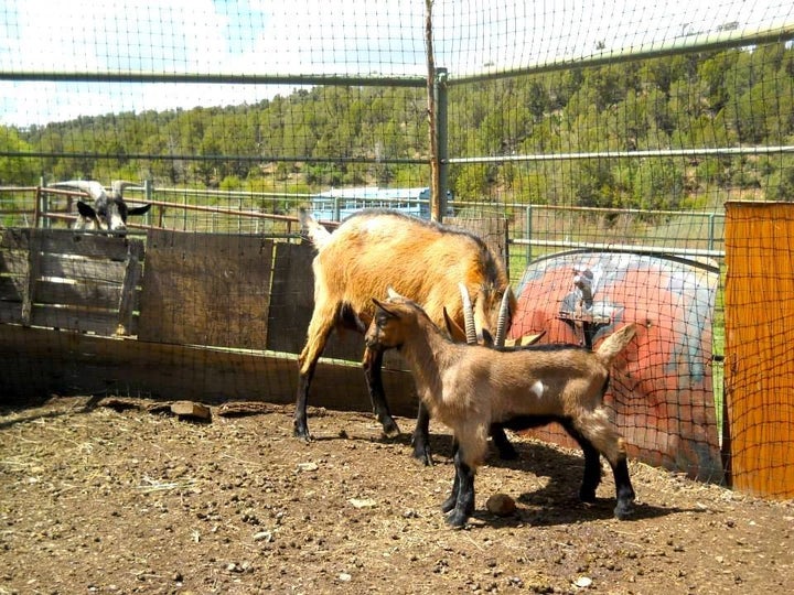 Tyler Hoyt raises dairy goats, as well as pigs and hens on his Green Table Farm in Mancos, Colorado. The animals pr