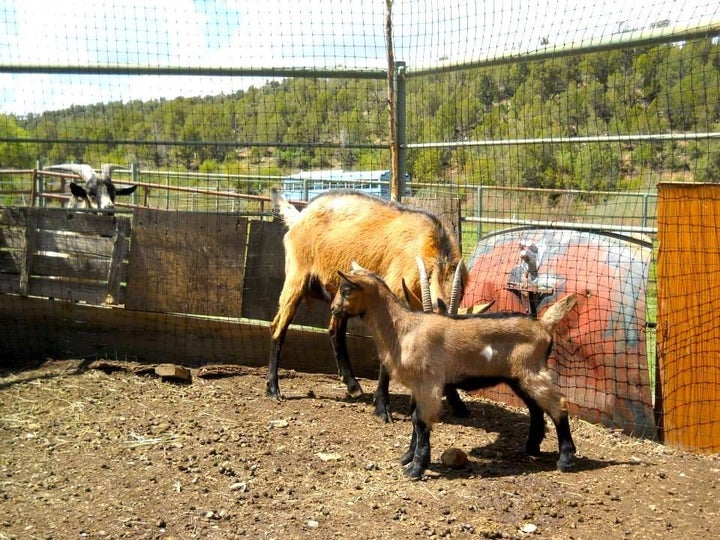 Tyler Hoyt raises dairy goats, as well as pigs and hens on his Green Table Farm in Mancos, Colorado. The animals provide the manure he composts and uses on his vegetable crops.