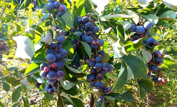 Blueberries growing at Walker Miller's Happy Berry in Six Mile, South Carolina.