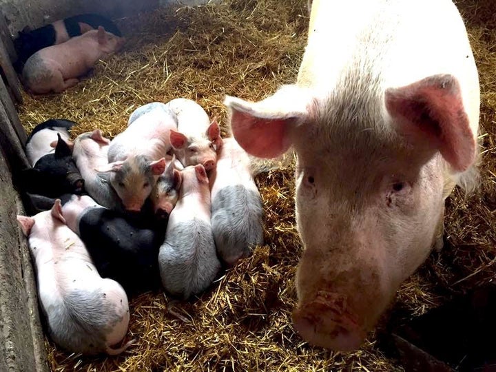 Pigs at Anne Schwagerl's Prairie Point Farm in Browns Valley, Minnesota. 