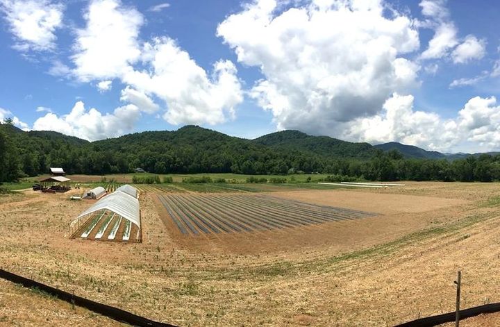 At Ten Mile Farm, just outside Asheville, North Carolina, Christina Carter raises a diverse mix of vegetables. She's one of a growing number of farmers adopting climate-resilient practices.