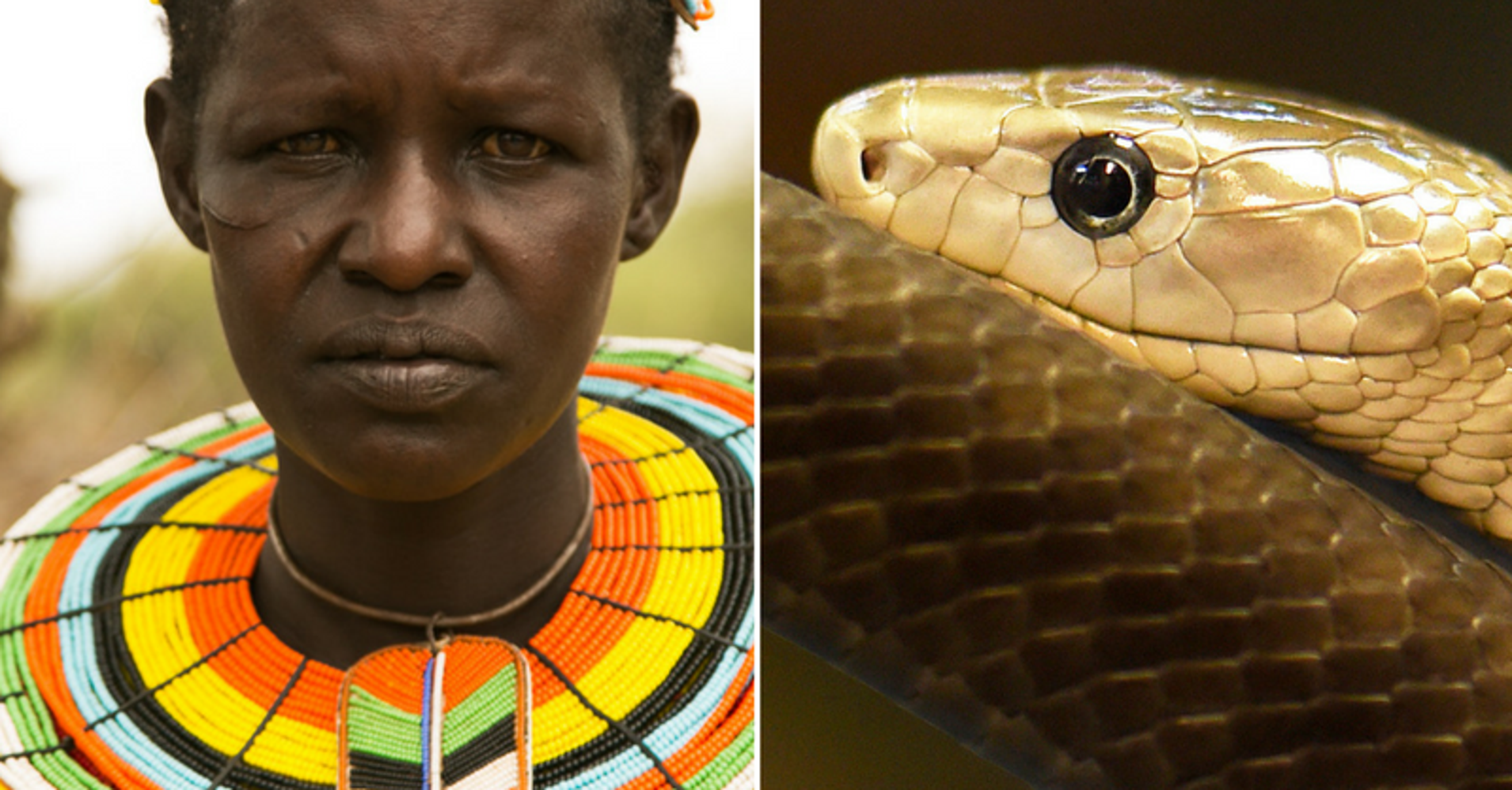 This Woman Survived One Of The Deadliest Snake Attacks HuffPost