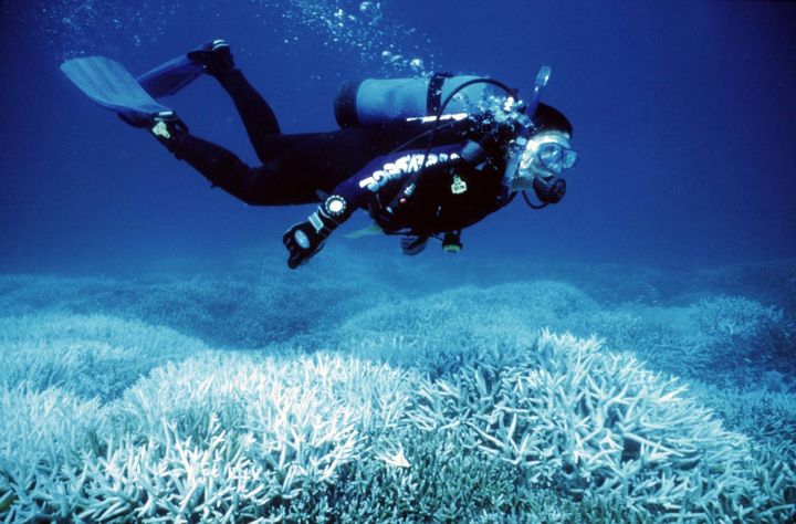 Marine activist Suzanne Kavanagh swims above coral suffering from bleaching on Australia's Great Barrier Reef