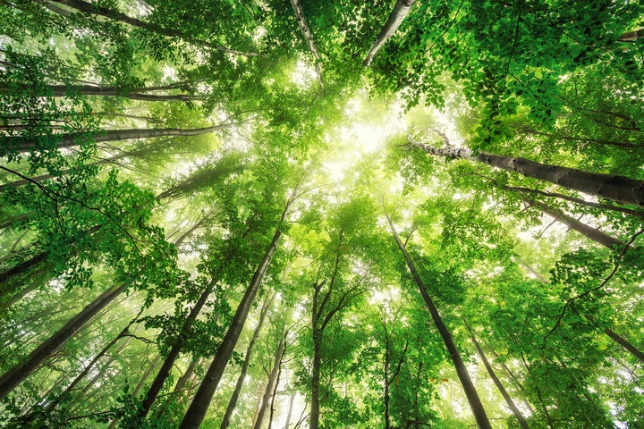 Botanic Gardens Conservation International unveiled the first-ever database of all the world's tree species this week.