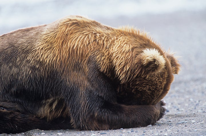 The law rolls back Alaska’s ban on killing the vulnerable bears, along with wolf cubs in dens. It also allows for hunters to target the animals from helicopters.