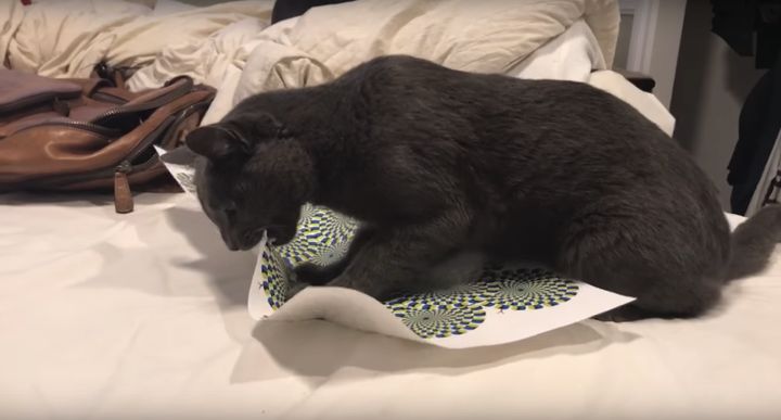 The cat resorted to biting and tearing the paper after watching the mind-bending illusions.