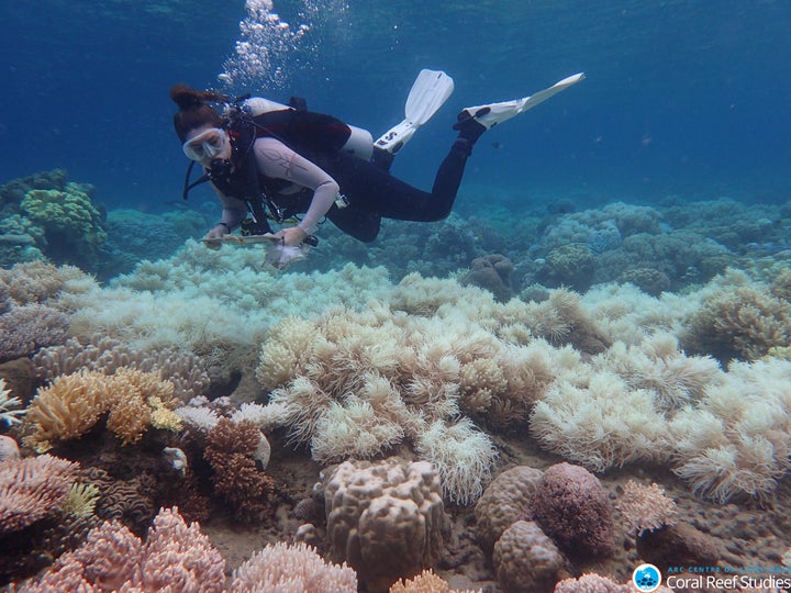 A diver surveys bleached coral along the Great Barrier Reef.