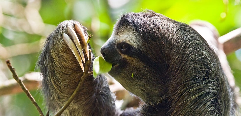 animals-picture-of-panama-rainforest-discovery-center-gamboa