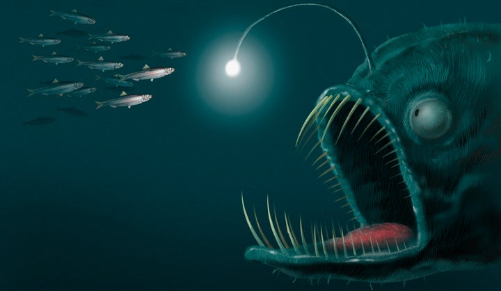 Depth Fish Three In Four Deep-Sea Animals Are Bioluminescent, Breakthrough Study ...