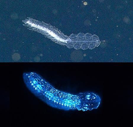 The siphonophore Frillagalma vityazi lit up by ROV lights (top) and emitting bioluminescence in the lab (bottom).