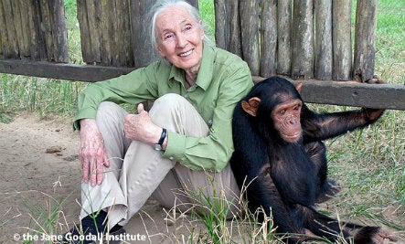 Leadership Lessons From Jane Goodall: Investors Can Learn A Lot From