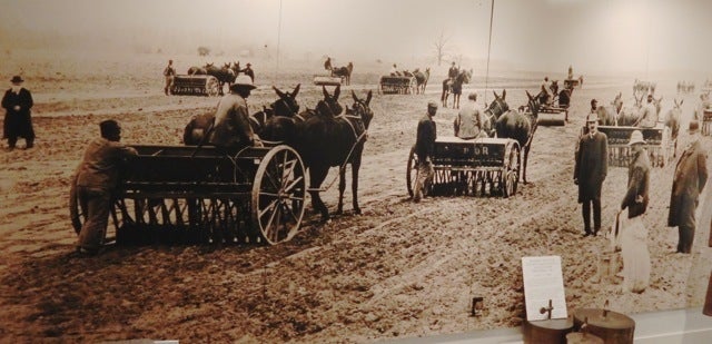 Planting Alaska Peas, Museum of Rural Life, Denton MD