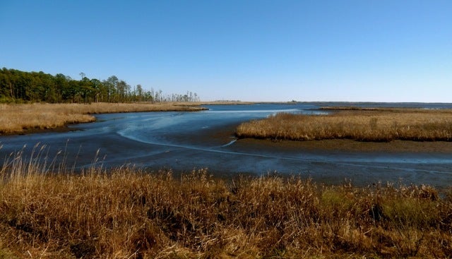 <p>Blackwater Wildlife Refuge, Cambridge MD</p>